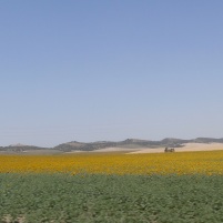 Sunflower field, Cadiz, Spain